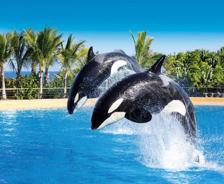 Loro Parque and Siam Park Combined Admission Tickets - What You Can Expect on Your Visit