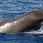 Los Cristianos: Eco-Yacht Whale Watching Cruise with Swim - Itinerary Breakdown