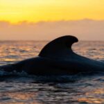 Los Cristianos: Eco Yacht Whale Watching Tour at Sunset - Who Should Consider This Tour?