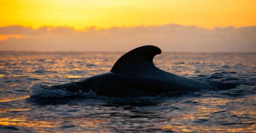 Los Cristianos: Eco Yacht Whale Watching Tour at Sunset - Who Should Consider This Tour?