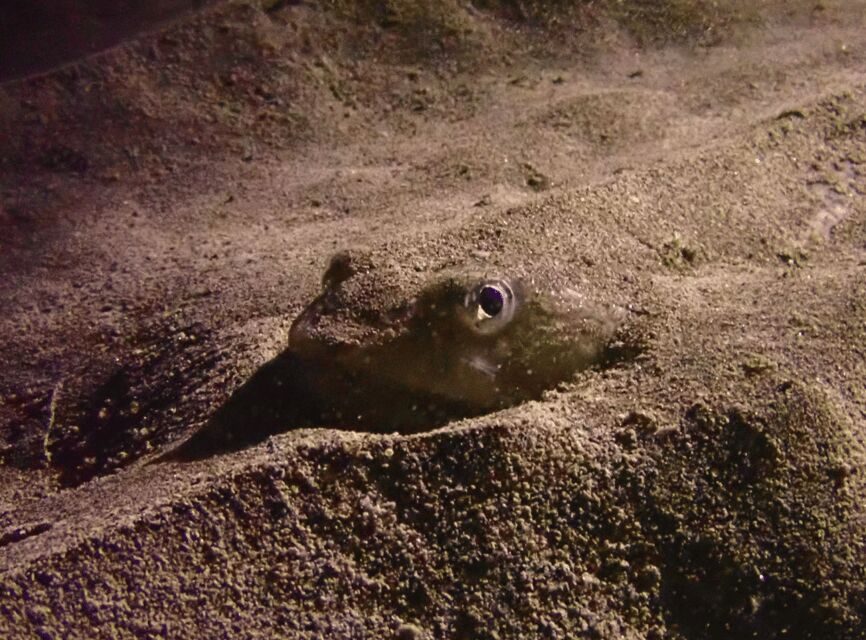 Los Cristianos: Try Dive for beginners - Who Would Love This Tour?