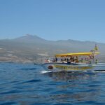 Los Gigantes: Dolphin & Whale Watching Cruise with Swim Stop - A Detailed Look at What You Can Expect