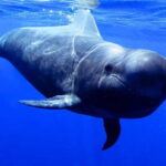 Los Gigantes: Dolphin & Whale Watching Tour on a Pirate Boat - Practical Tips for a Smooth Trip