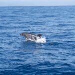 Los Gigantes: Sailing Excursion with Swimming, Drink & Tapas - What Sets This Tour Apart?