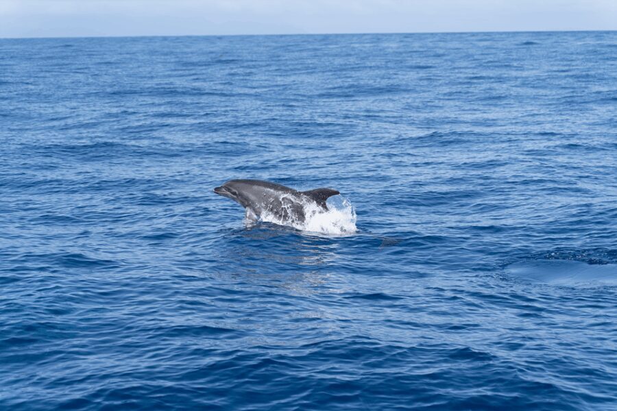 Los Gigantes: Sailing Excursion with Swimming, Drink & Tapas - What Sets This Tour Apart?