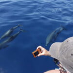 Los Gigantes: Whale or dolphin watching and swimming tour in Masca - The Value and Practical Details