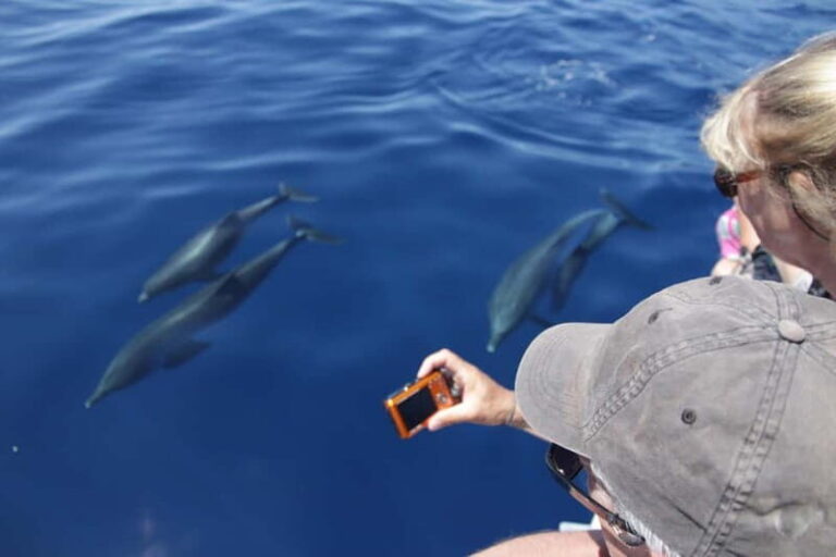 Los Gigantes: Whale or dolphin watching and swimming tour in Masca - The Value and Practical Details