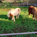Loulé: Guided Horse Riding in the Hills of salir - Who Is This Experience Best For?
