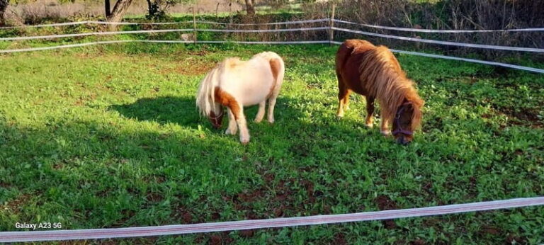 Loulé: Guided Horse Riding in the Hills of salir - Who Is This Experience Best For?