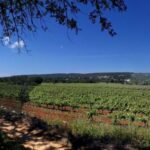 Loulé: Quinta da Tôr Winery Guided Tour and Wine Tasting - A Detailed Look at the Quinta da Tôr Winery Experience