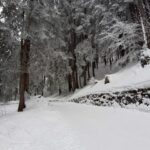 Lucerne: Private Snowshoe Tour - A Close Look at the Experience