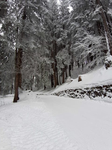 Lucerne: Private Snowshoe Tour - A Close Look at the Experience