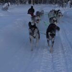 Lulea: Drive your own husky team 20km - How the Tour Adds Value for Travelers