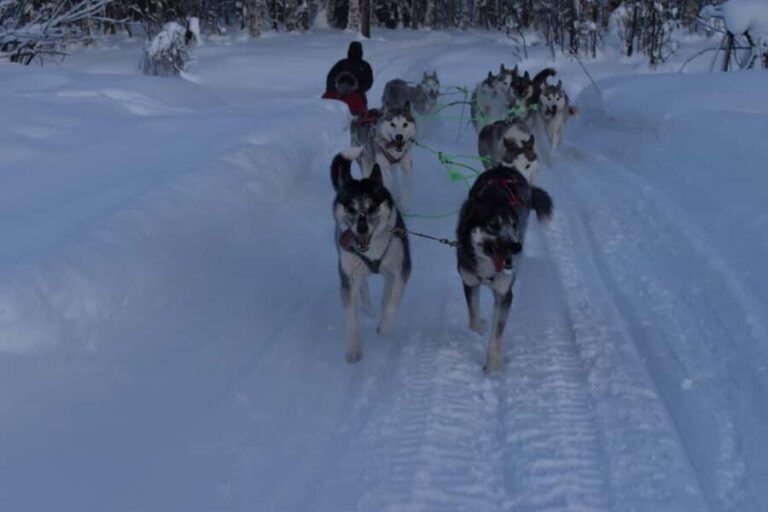 Lulea: Drive your own husky team 20km - How the Tour Adds Value for Travelers