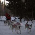 Luleå: Guided Dog Sledding Tour - Deep Dive into the Experience: What You Should Know