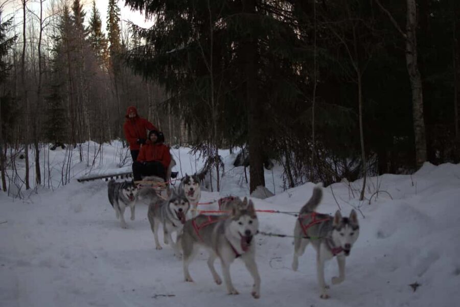 Luleå: Guided Dog Sledding Tour - Deep Dive into the Experience: What You Should Know