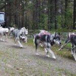 Luleå: Training Husky Team - Who Is This Tour Best For?