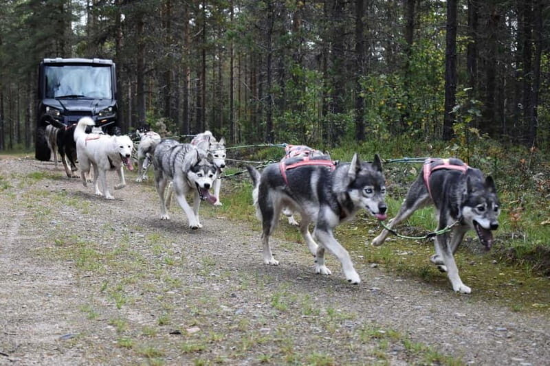 Luleå: Training Husky Team - Who Is This Tour Best For?