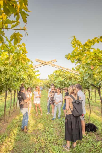 LUNCH IN VERONA: LIGHT LUNCH AMONG THE VINEYARDS AND IN THE WINERY - What to Expect from the Tour