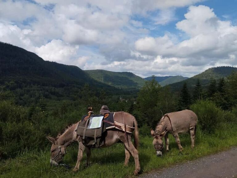 Luvigny: An unusual forest escape with a donkey - A Deep Dive into the Luvigny Forest Adventure