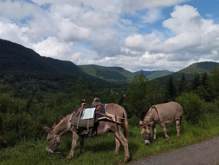Luvigny: An unusual forest escape with a donkey - A Deep Dive into the Luvigny Forest Adventure