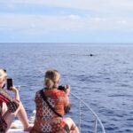 Madeira: 2.5-Hour Whale and Dolphin-Watching Cruise - The Itinerary Breakdown