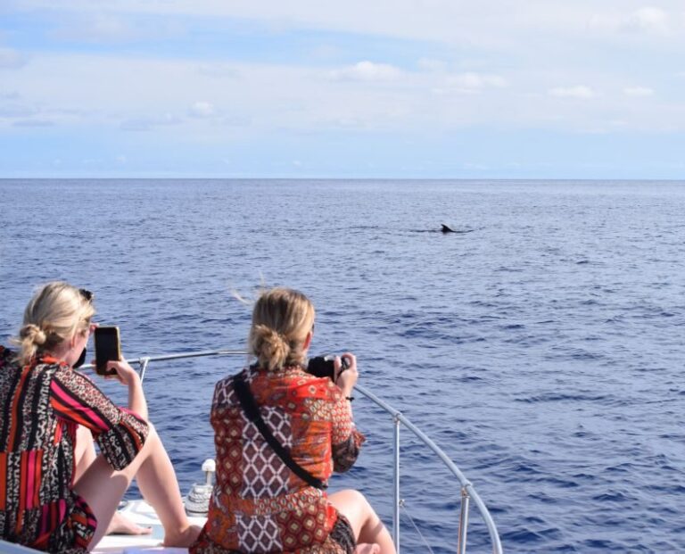 Madeira: 2.5-Hour Whale and Dolphin-Watching Cruise - The Itinerary Breakdown