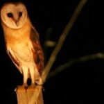 Madeira: Barn Owl Watching - Why Choose This Tour?