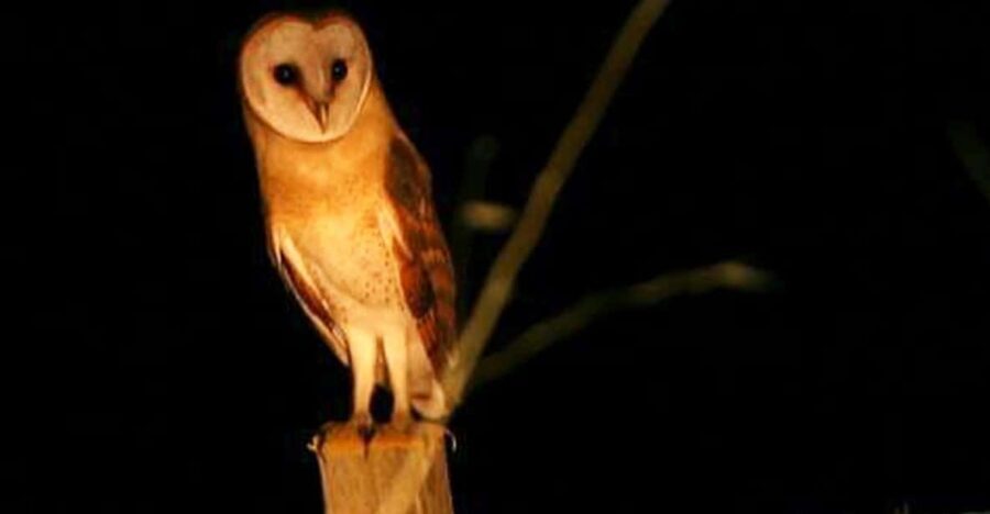 Madeira: Barn Owl Watching - Why Choose This Tour?