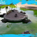 Madeira: Botanical Gardens + Old Town Tuk-Tuk Tour by MadTuk - Detailed Breakdown of the Itinerary