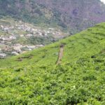 Madeira: Cabo Girão, Wine Tasting, & Serra d'Água Jeep Tour - The Experience from Reviews