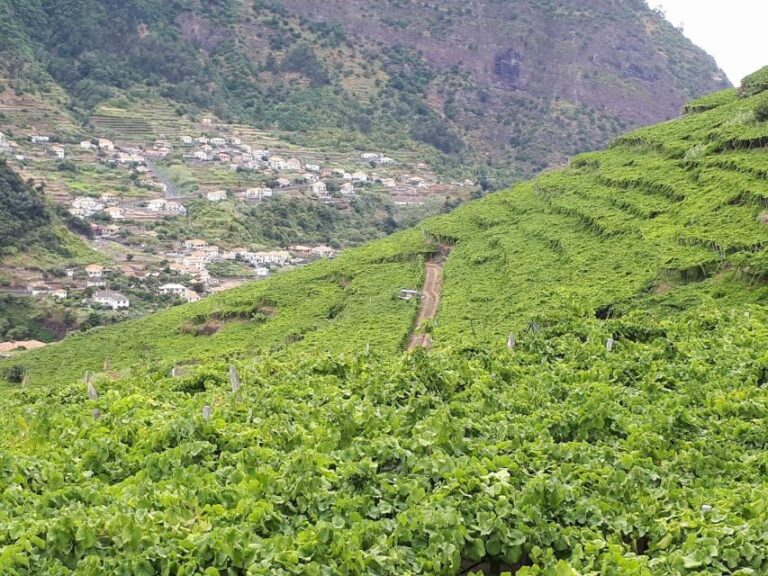 Madeira: Cabo Girão, Wine Tasting, & Serra d'Água Jeep Tour - The Experience from Reviews