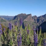 Madeira East Island Tour and Levada Walk - Authentic Insights From Travelers