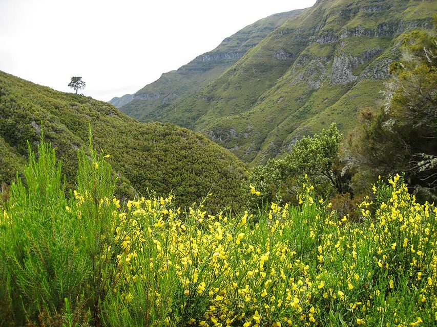 Madeira: Enjoy a Guided Levada Walk in the Rabaçal Valley - The Value of This Experience