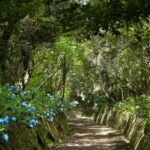 Madeira: Full-Day Laurel Forest Guided Walking Tour - The Experience in Detail