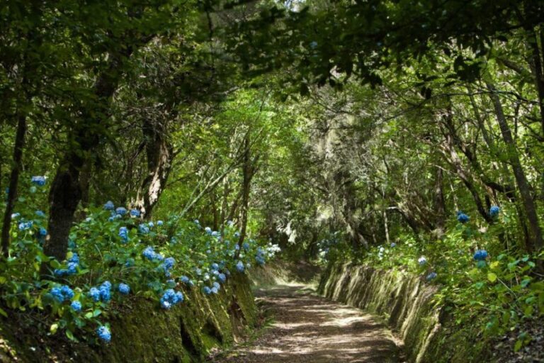 Madeira: Full-Day Laurel Forest Guided Walking Tour - The Experience in Detail