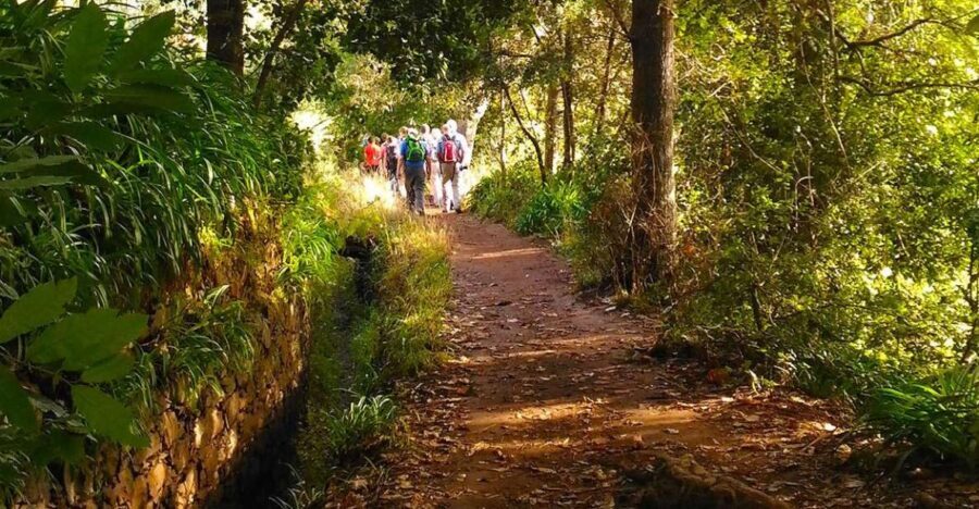 Madeira: Paradise Valley Levada Walk - A Deep Dive into the Madeira: Paradise Valley Levada Walk