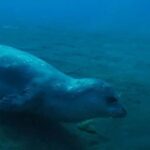 Madeira: Ponta de São Lourenço Shore Dive (certified divers) - A Detailed Look at the Ponta de São Lourenço Shore Dive