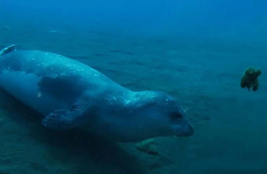 Madeira: Ponta de São Lourenço Shore Dive (certified divers) - A Detailed Look at the Ponta de São Lourenço Shore Dive