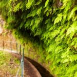 Madeira: PR 18 - Levada do Rei Hike Transfer - Who Should Consider This Experience?