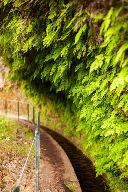Madeira: PR 18 - Levada do Rei Hike Transfer - Who Should Consider This Experience?