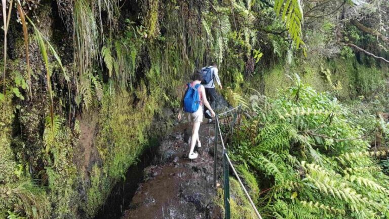 Madeira: Private Guided Levada Caldeirão Verde Walk PR9 - The Practicalities: What It Means for You