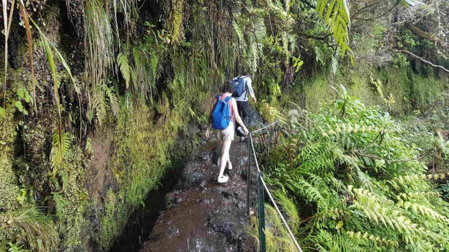 Madeira: Private Guided Levada Caldeirão Verde Walk PR9 - The Practicalities: What It Means for You
