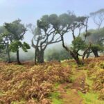 Madeira: Private Guided Vereda do Fanal Walk PR13 - Practical Tips for the Tour