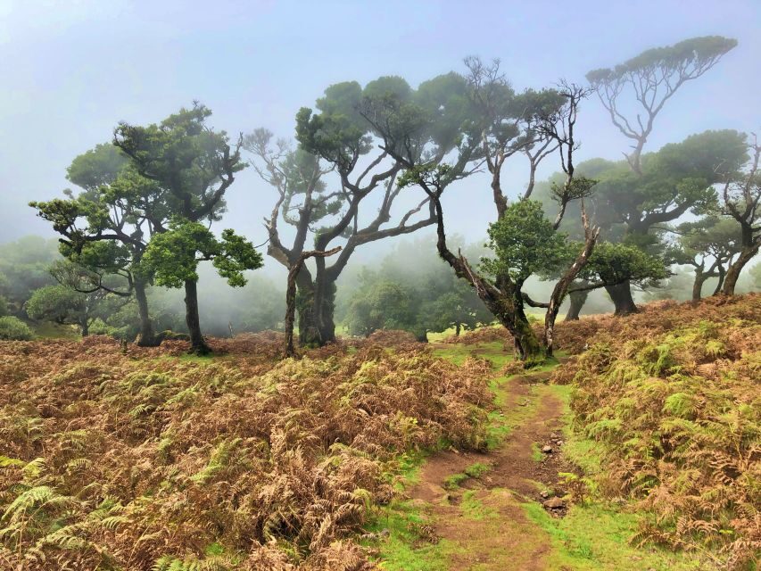 Madeira: Private Guided Vereda do Fanal Walk PR13 - Practical Tips for the Tour