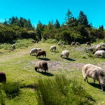 Madeira: Santana Jeep Safari and Balções Levada Walk - What the Tour Includes & Practical Tips