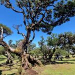 Madeira: Surreal West Experience - The Highlights & Stops