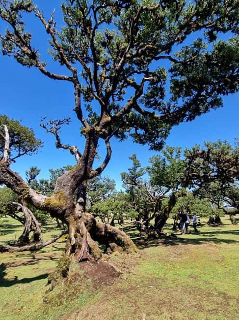 Madeira: Surreal West Experience - The Highlights & Stops
