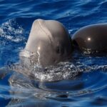 Madeira: Whale and Dolphin Watching Tour - The Practicalities: Whats Included and What Not