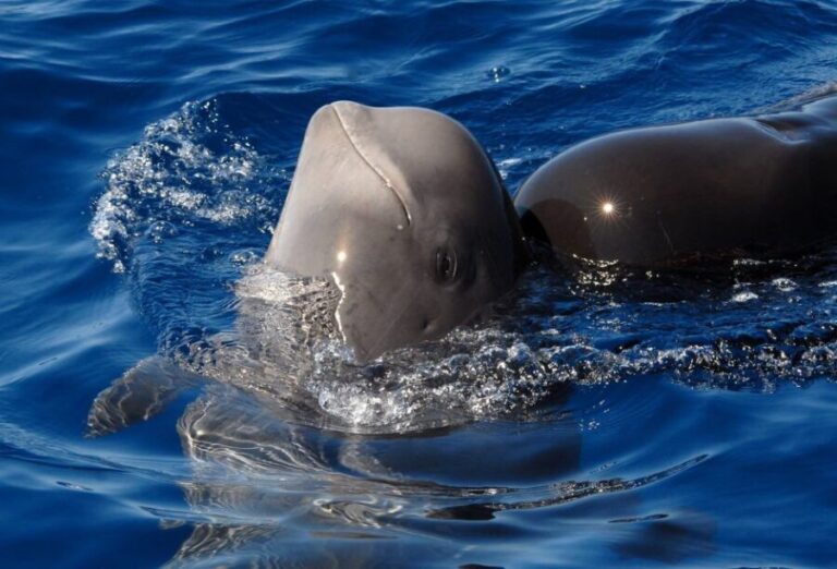 Madeira: Whale and Dolphin Watching Tour - The Practicalities: Whats Included and What Not